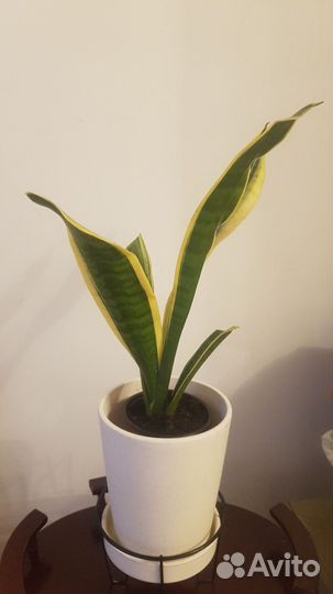 Сансевиерия