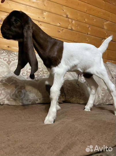 Козлята камори