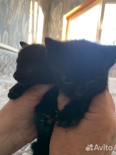 Отдам в добрые руки чёрных котят