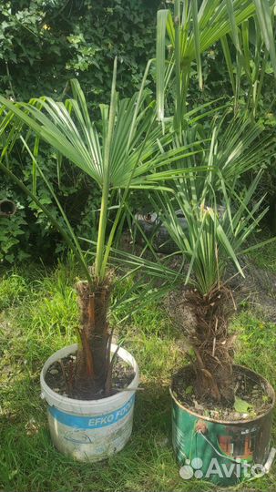 Пальма Трахикарпус