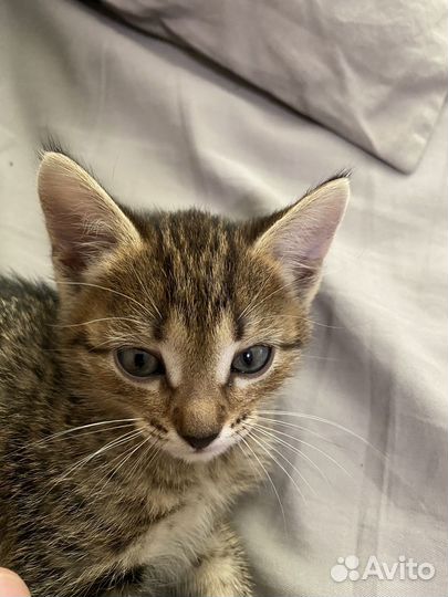 Котёнок(девочка)