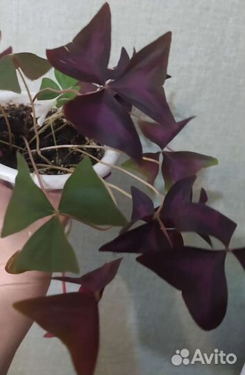 Кислица оксалис