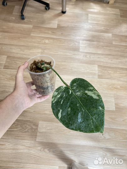 Монстера вариегатная Альба