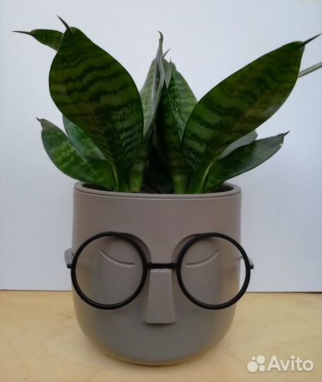 Сансевиерия