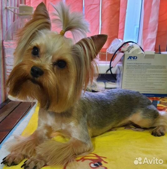 Вязка, кобель йорк