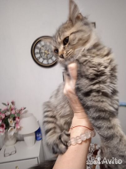 Кот