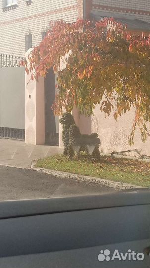 Присмотр за домом, присмотр за животными