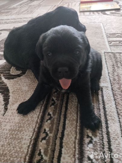 Лабрадор ретривер