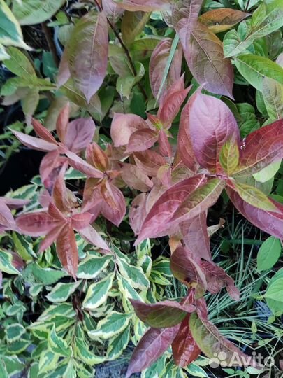 Вейгела пестролистная и оранжевая