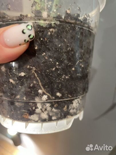 Монстера адансона вариегатная