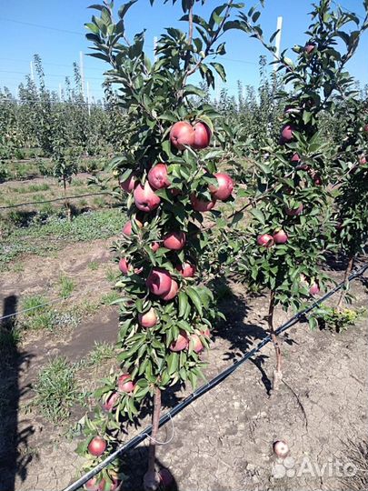 Саженцы яблони груши сливы вишни черешни Щелковица
