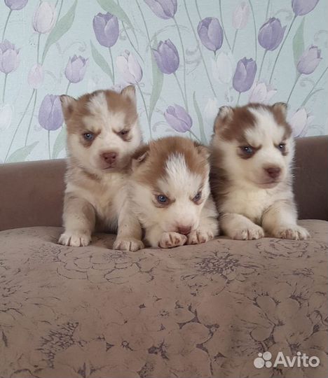 Красотули щенули