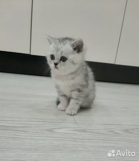 Шотландские котята