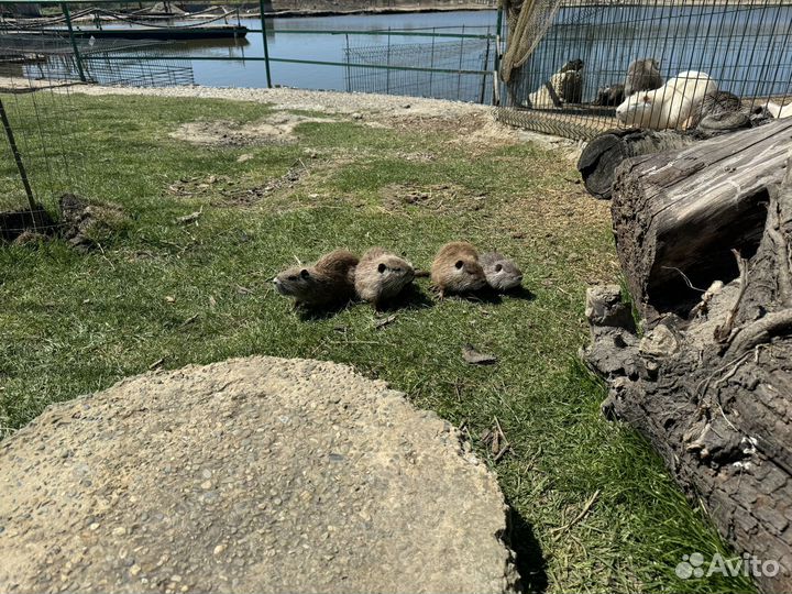 Нутрии продать