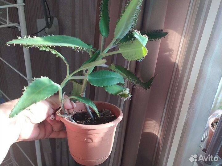 Каланхоэ лечебное