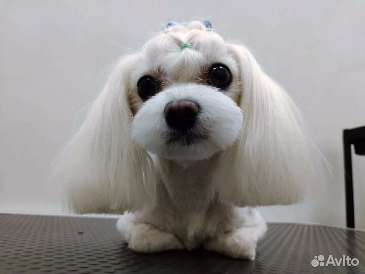 Груминг мелких пород собак