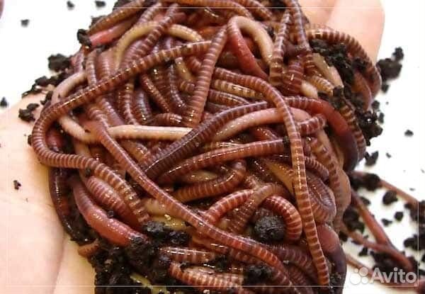 Черви для рыбалки