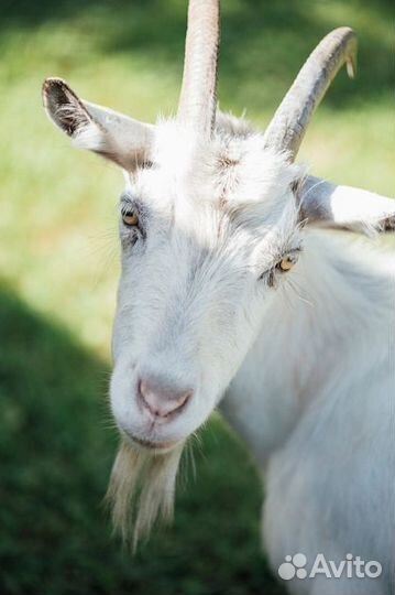 Коза дойная