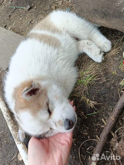 Щенки хаски