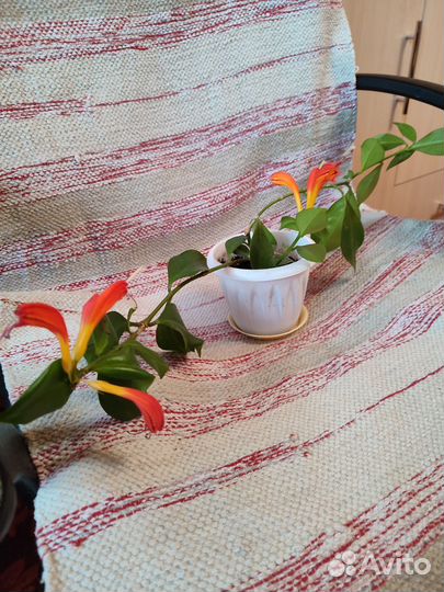 Эсхинантус (жар птица)