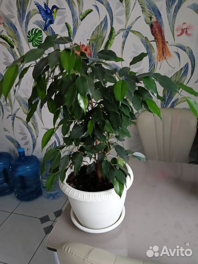 Фикус бенджамина