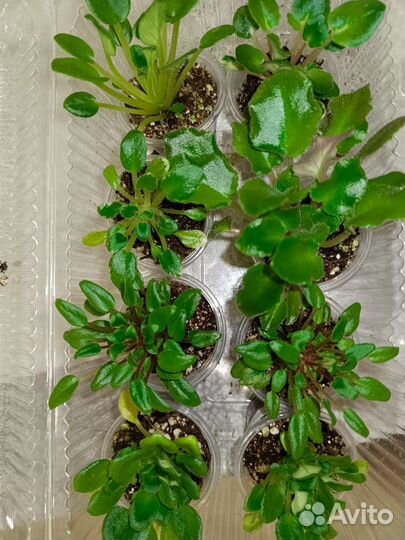 Трейлерные и полуминиатюрные фиалки