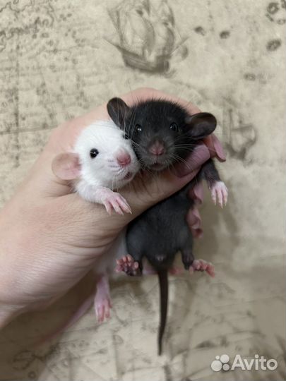 Ручные крысята Дамбо из Моск.Питомника