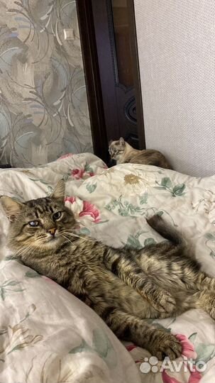 Кот в добрые руки