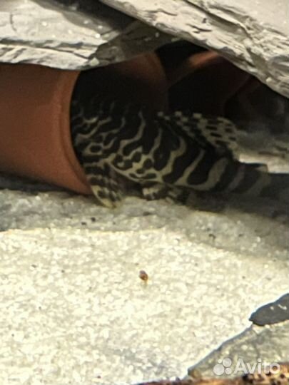 Сомы l 134,046,240,600,239,184