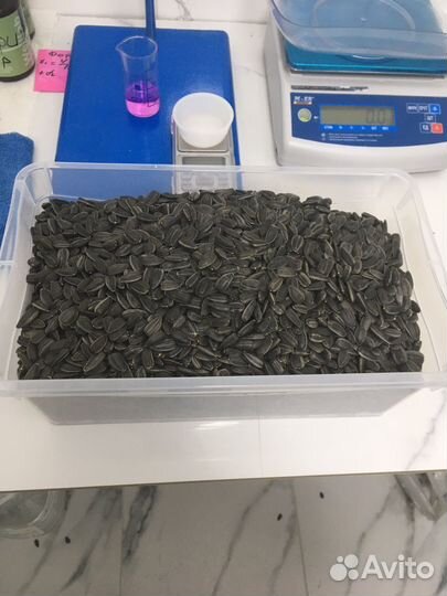 Подсолнечник калиброванный сорт спк