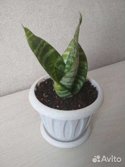 Сансевиерия карликовая