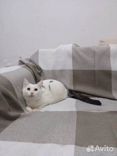 Котики бесплатно