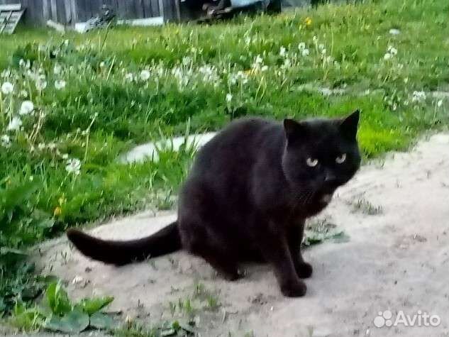 Кот черный