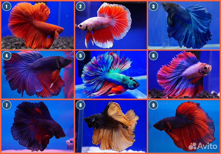 Рыбка петушок самцы