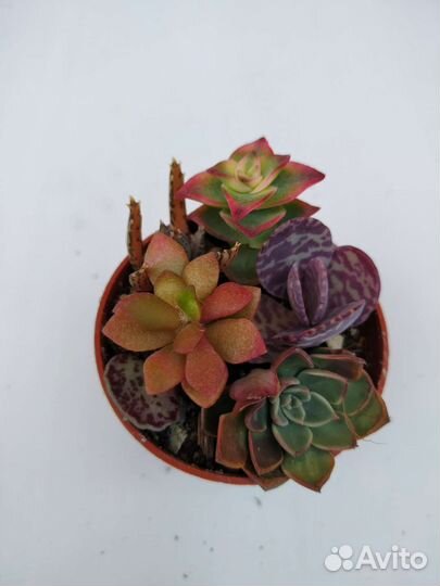 Суккуленты