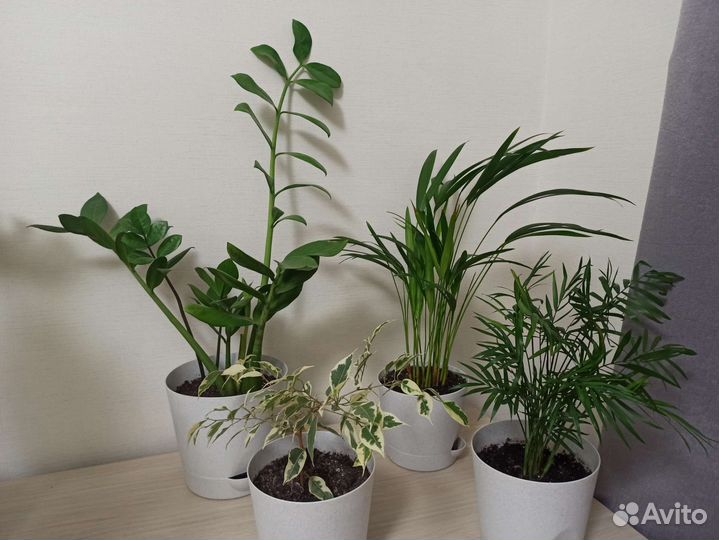 Комнатные растения в горшках