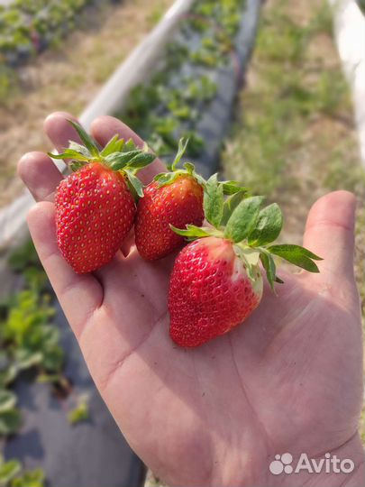 Рассада клубники разных сортов