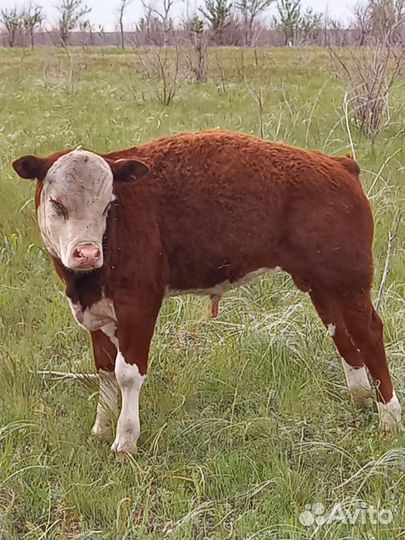 Телята бычки