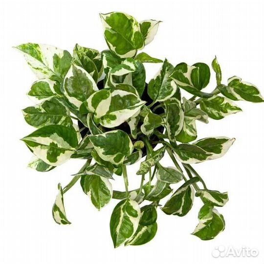 Сциндапсус, эпипремнум