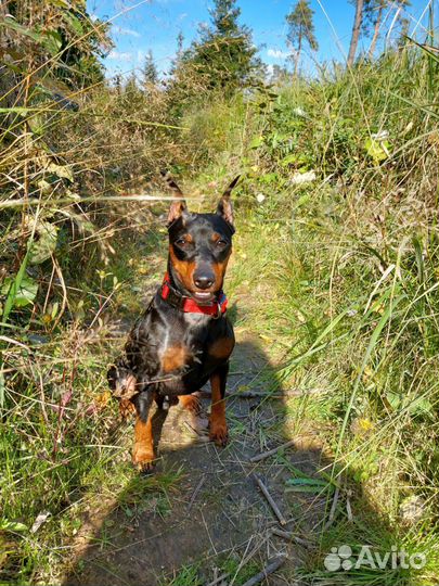 Кобель цвергпинчер. Вязка