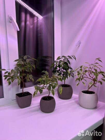 Фикус бенджамина