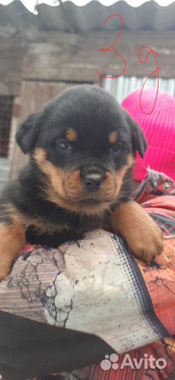 Щенки ротвейлера