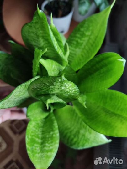 Тёщин язык, щучий хвост