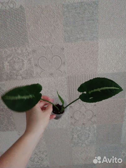 Сингониумы сортовые