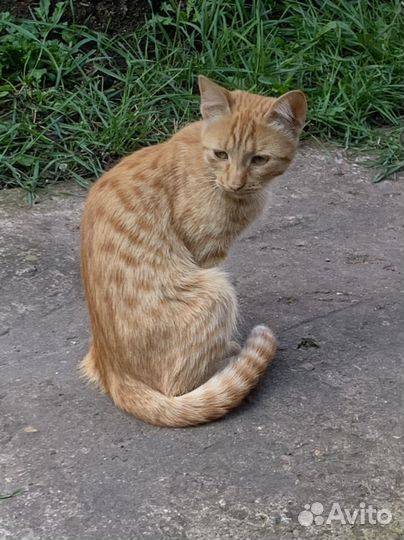 Рыжий котик