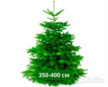 Сосна 1,5м - 2м оптом и в розницу