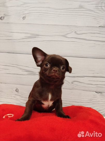 Щенки чихуахуа