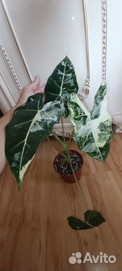 Алоказия Фрайдек Вариегатная материнское растение