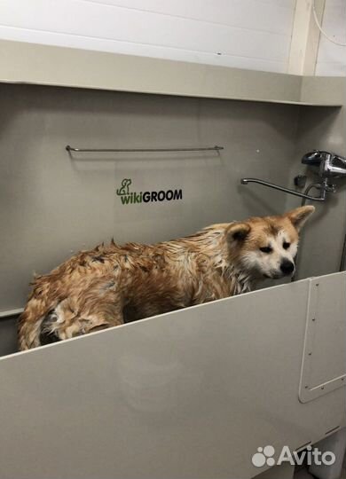 Услуги грумера