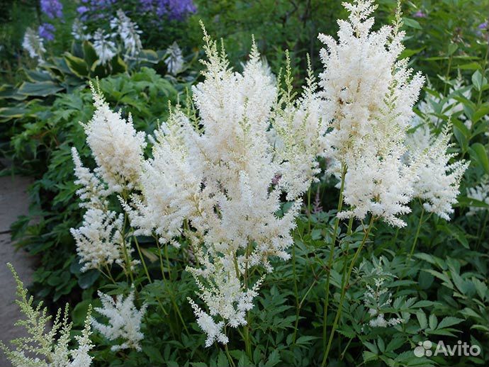 Астильба белая